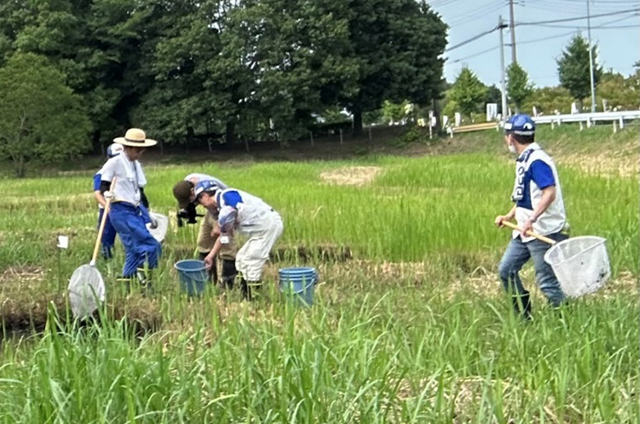 ムジナモを捕食するウシガエルのオタマジャクシの駆除活動(埼玉)